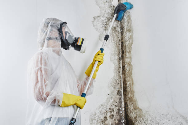 Best Localized Mold Remediation (e.g., coastal areas, humid climates) in Tulia, TX