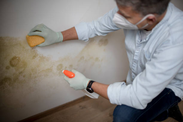 Best Commercial Mold Remediation in Tulia, TX