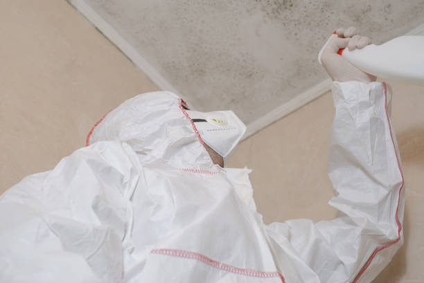 Best White Mold Remediation in Tulia, TX