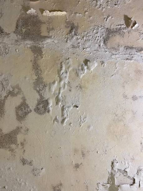 Professional Mold Remediation in Tulia, TX