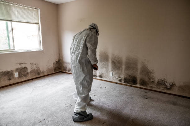 Best Kitchen Mold Remediation in Tulia, TX