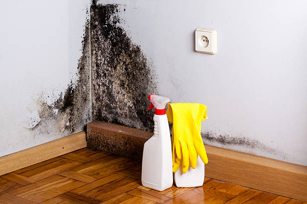 Best Residential Mold Remediation in Tulia, TX