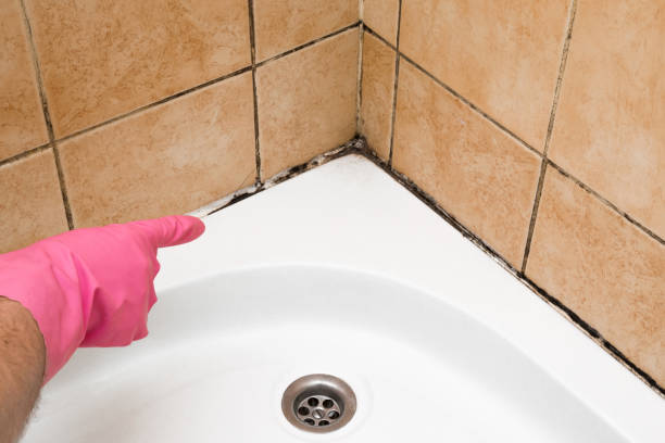 Best Health and Safety Mold Remediation in Tulia, TX